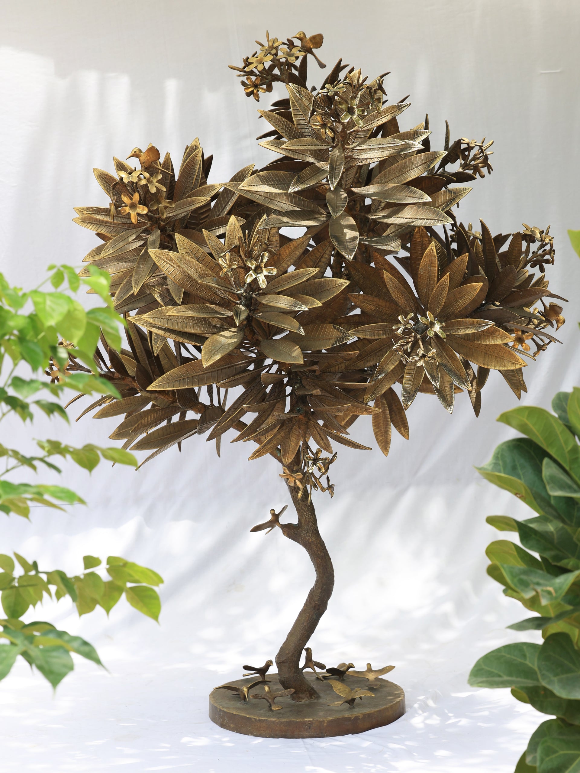 champa tree bonsai CHAMPA TREE – The Design Forge
